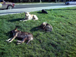 samsung запорожье 